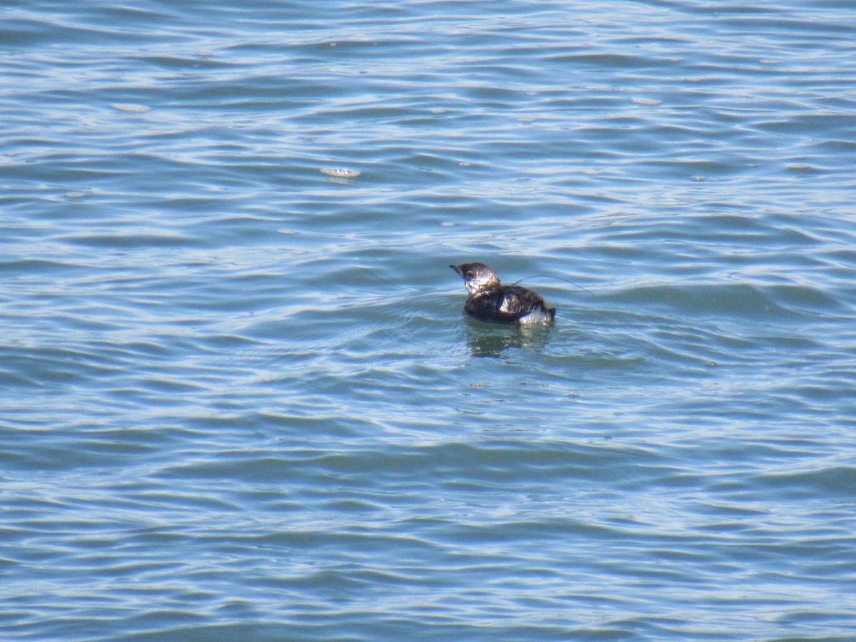 Guillemot marbré - ML411628521