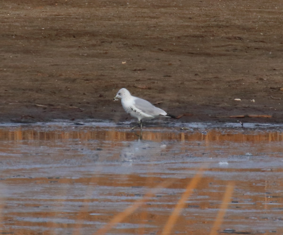 Ring-billed Gull - ML411628851