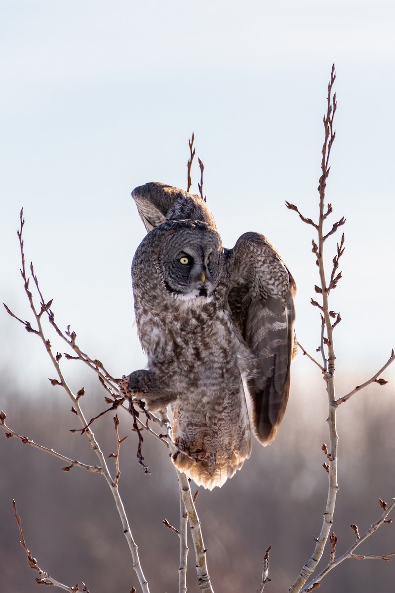 Great Gray Owl - ML411628961