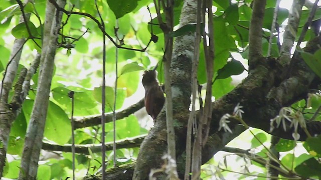 Plain-winged Woodcreeper (Pernambuco) - ML411629641