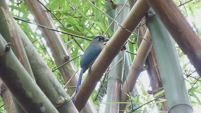 blåpannemotmot - ML411629911