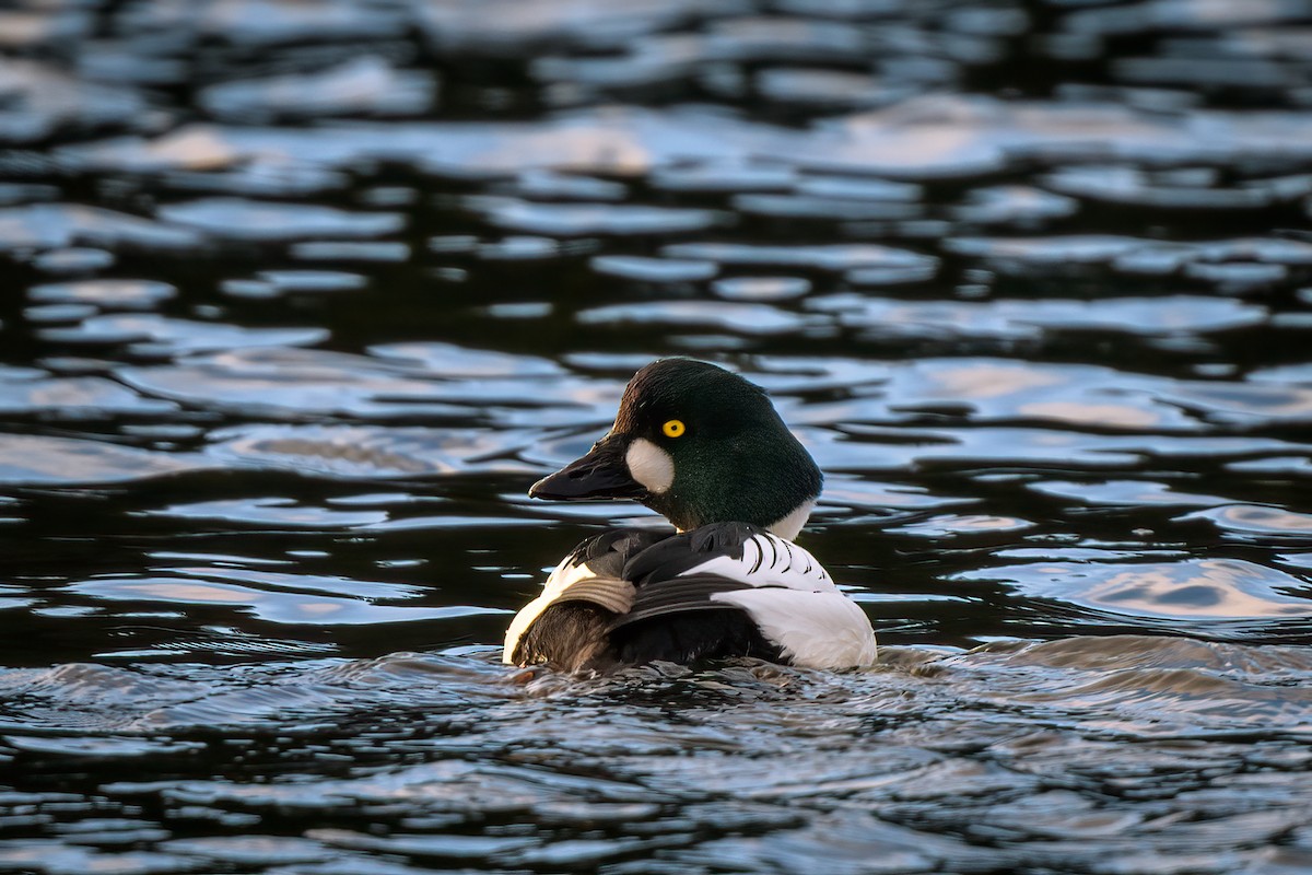 Common Goldeneye - ML411629961