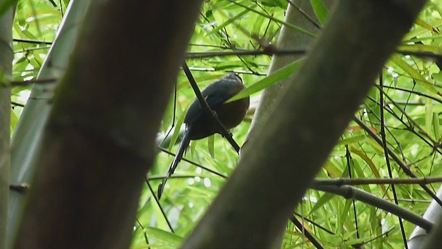 blåpannemotmot - ML411629971