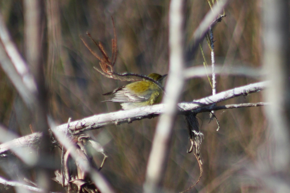 Pine Warbler - ML411630031