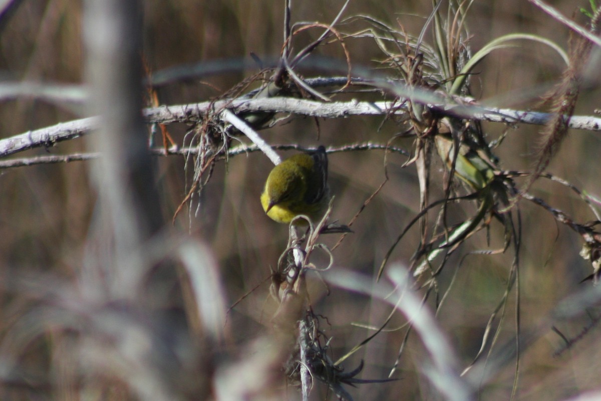 Pine Warbler - ML411630061