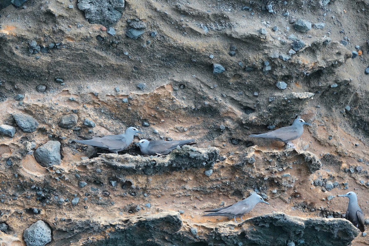 Brown Noddy - ML411631271