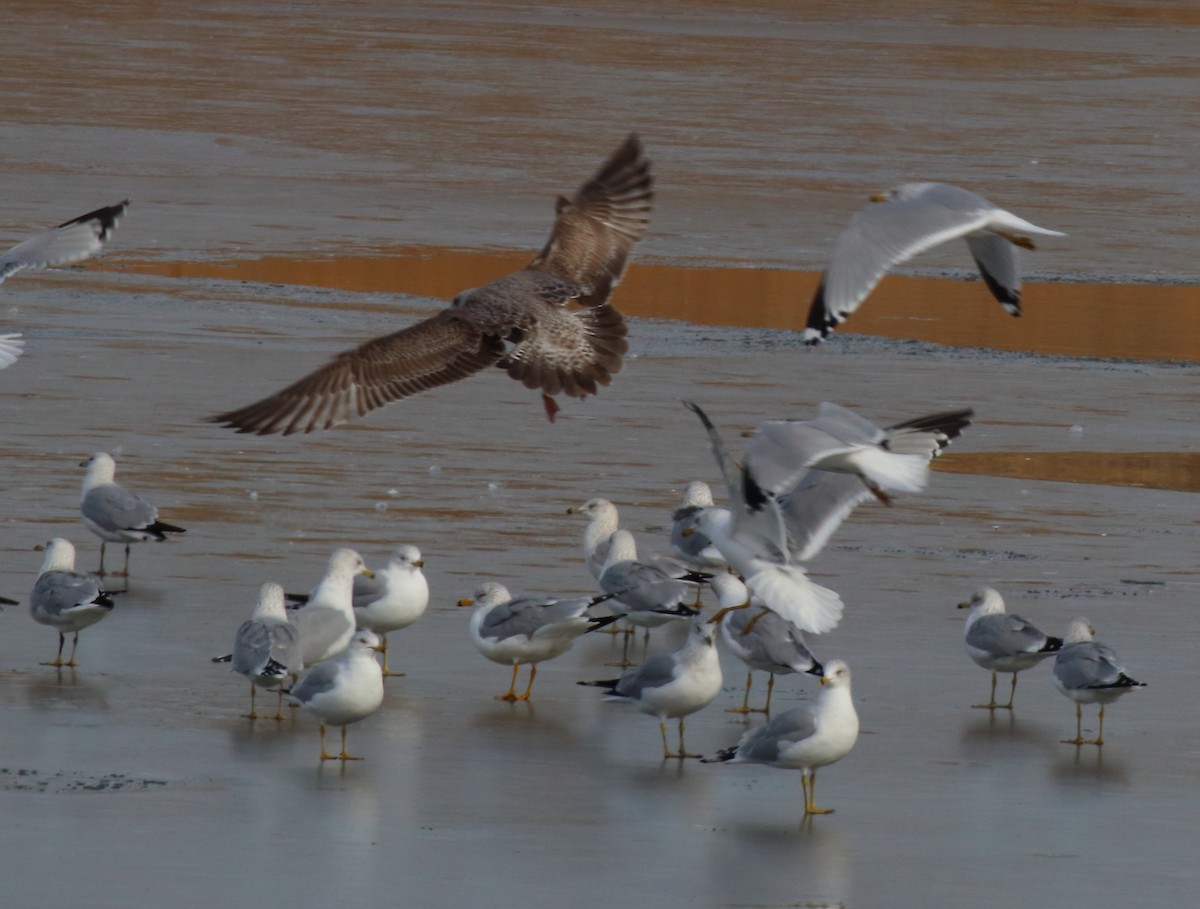 Herring Gull (American) - ML411631301