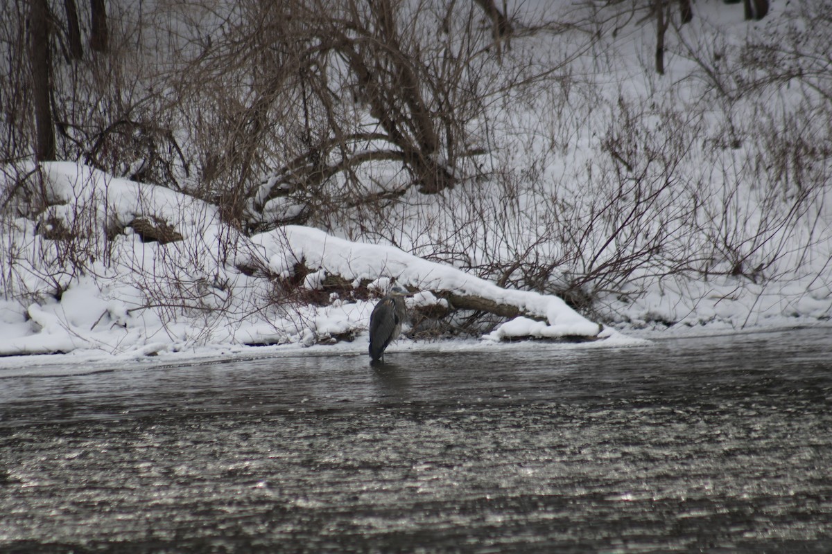 Great Blue Heron - ML411631521