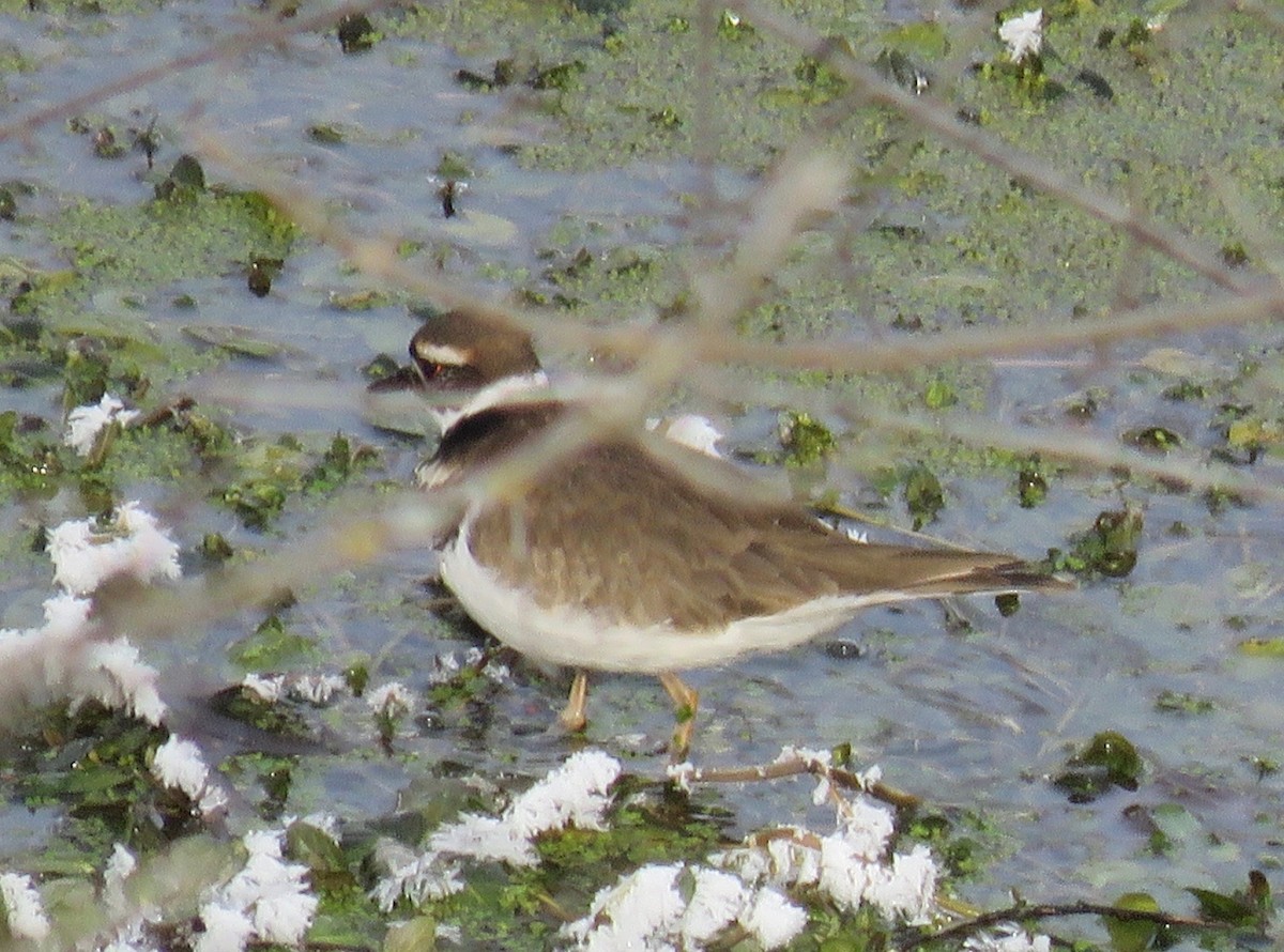 Killdeer - ML411631941