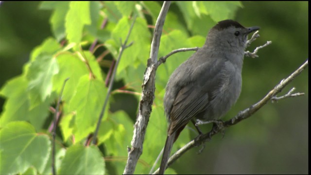 Кошачий пересмешник - ML411632