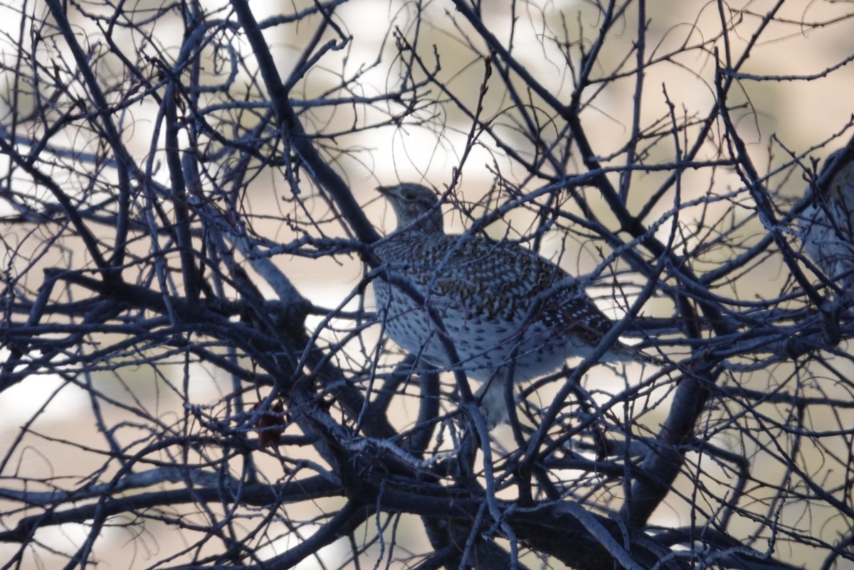 Sharp-tailed Grouse - ML411632891