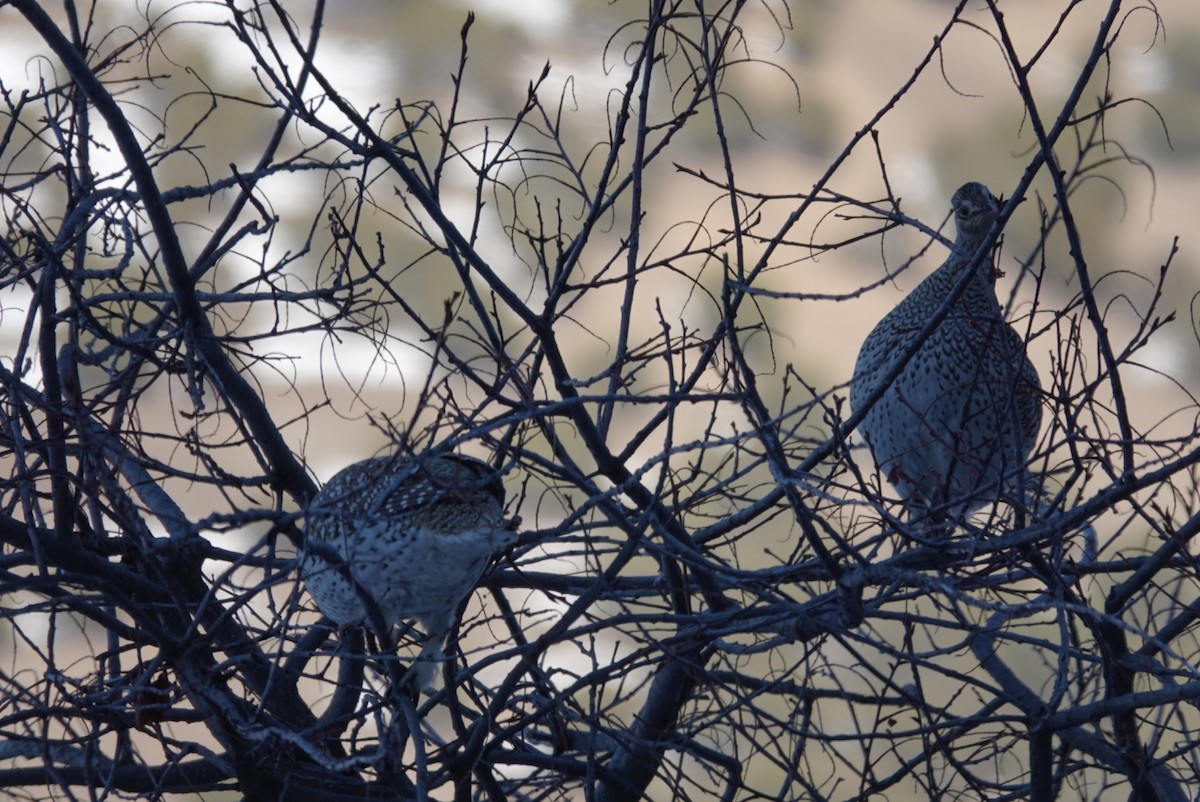 Sharp-tailed Grouse - ML411632901