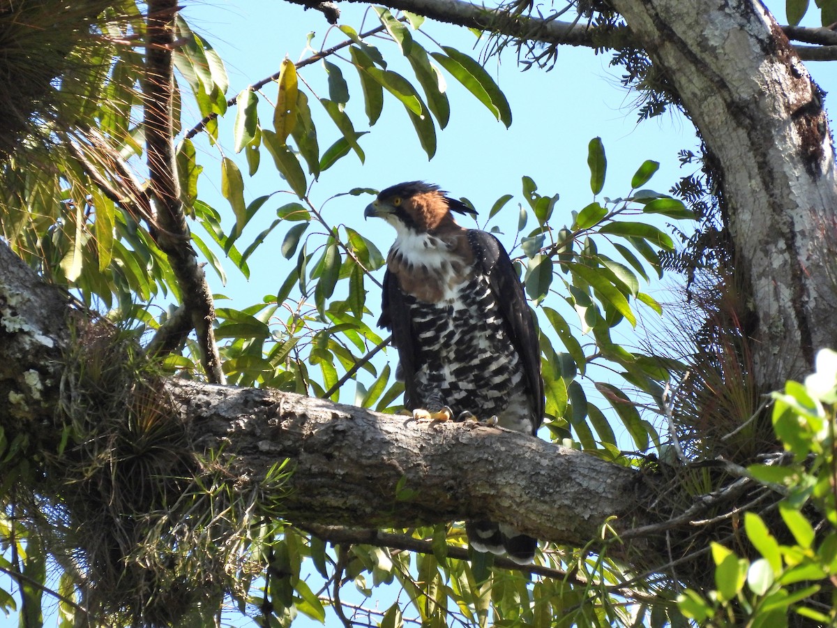 Ornate Hawk-Eagle - Carlos Mancera (Tuxtla Birding Club)