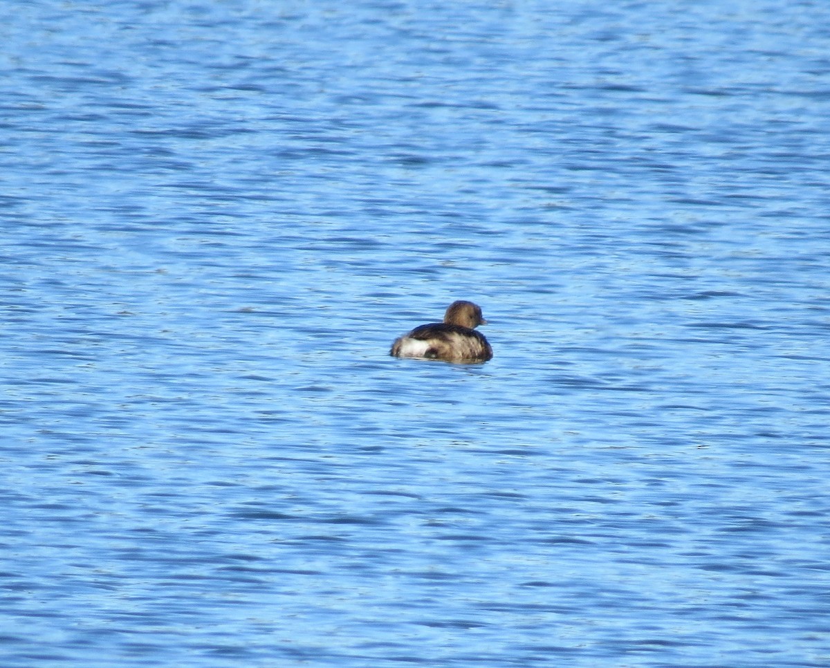 Pied-billed Grebe - ML411633611