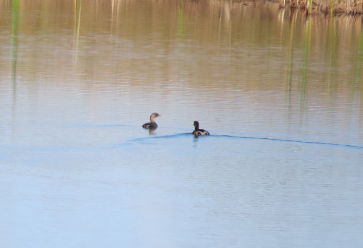 Pied-billed Grebe - ML411633631