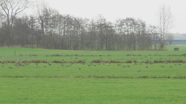 Greater White-fronted Goose (Eurasian) - ML411633661