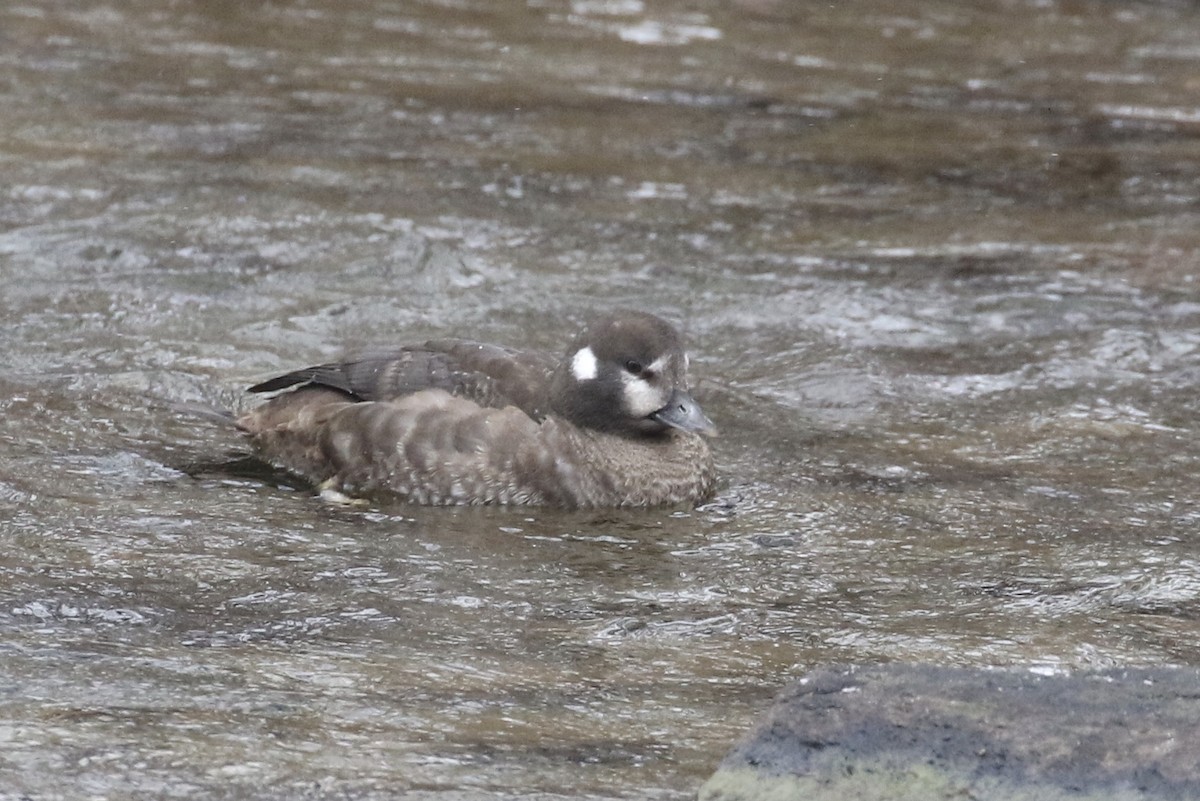 Harlequin Duck - ML411633691