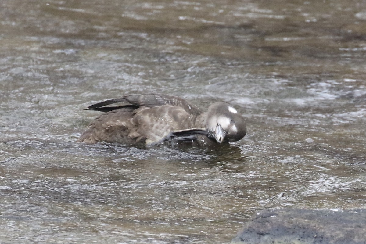 Harlequin Duck - ML411633701