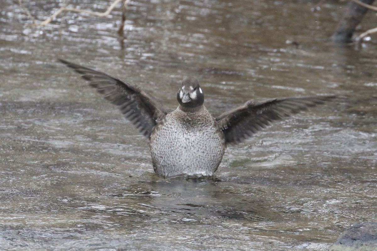 Harlequin Duck - ML411633731