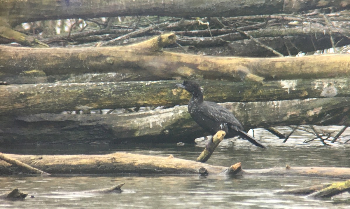 Pygmy Cormorant - ML411634231
