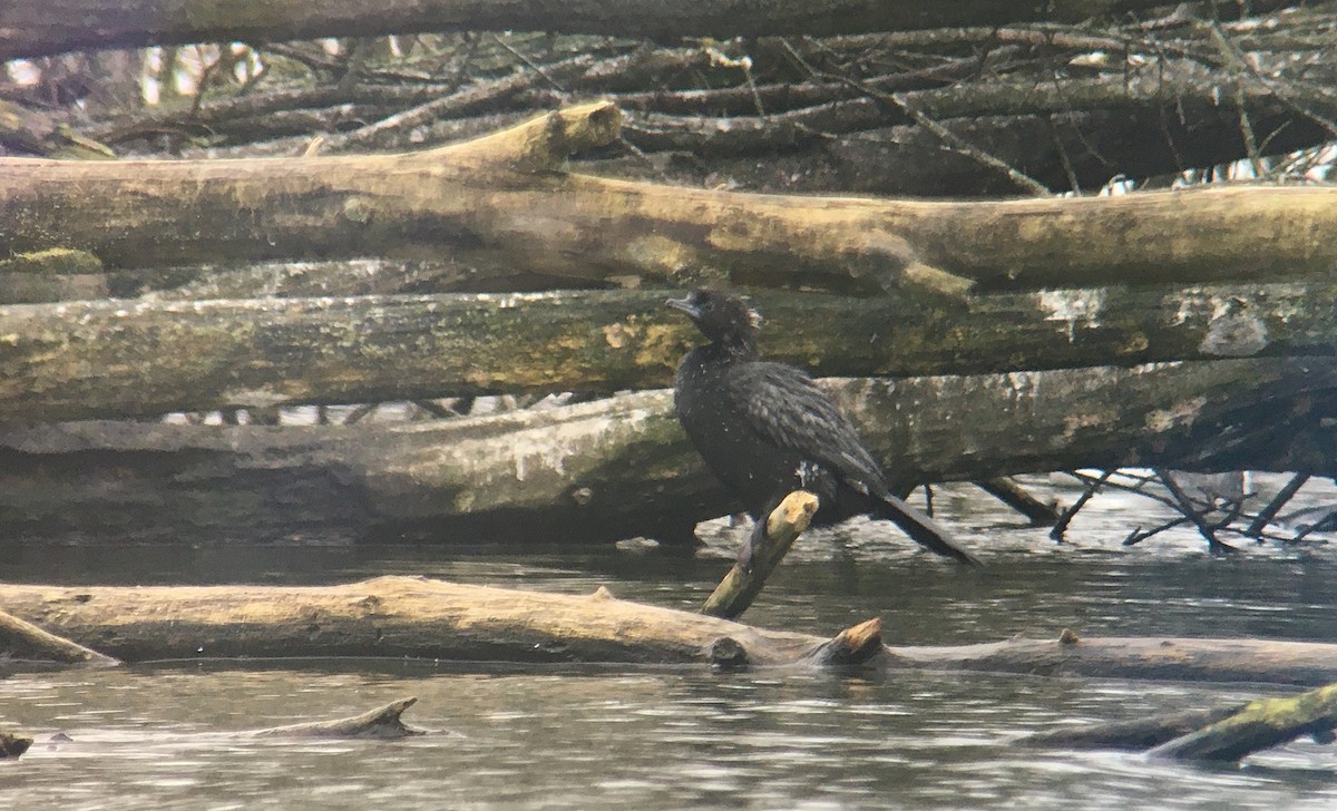 Pygmy Cormorant - ML411634241