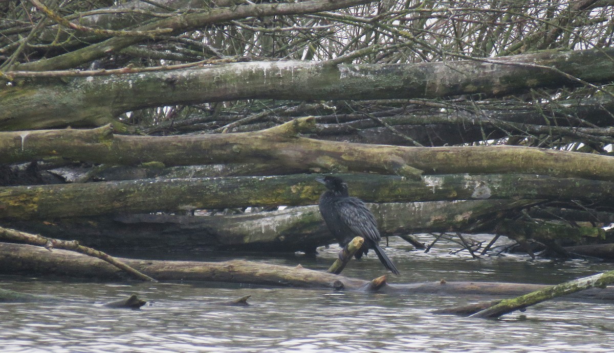 Pygmy Cormorant - ML411634251