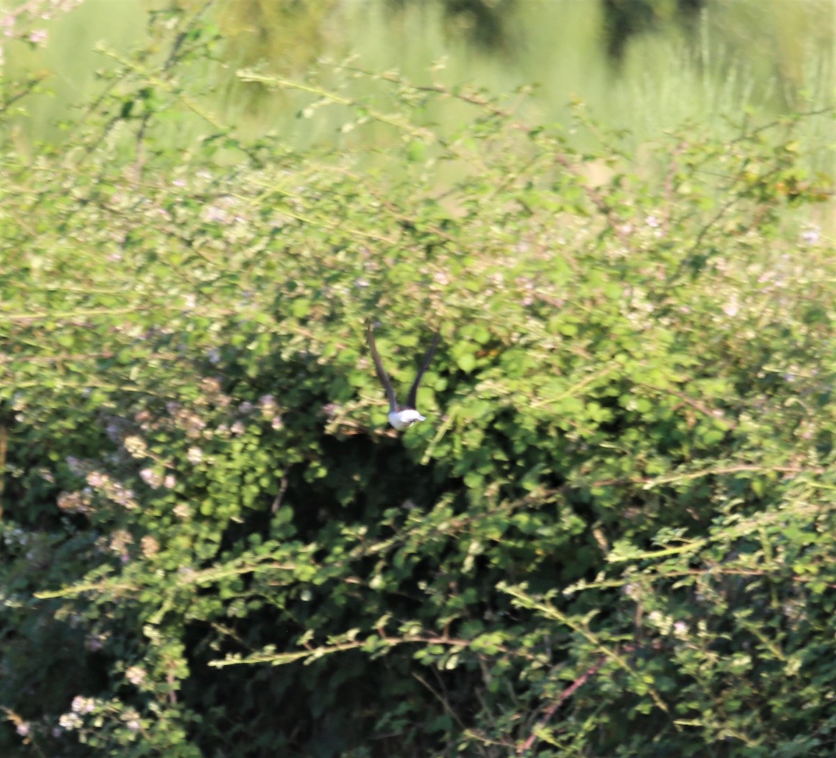 Black Wheatear - ML411634551