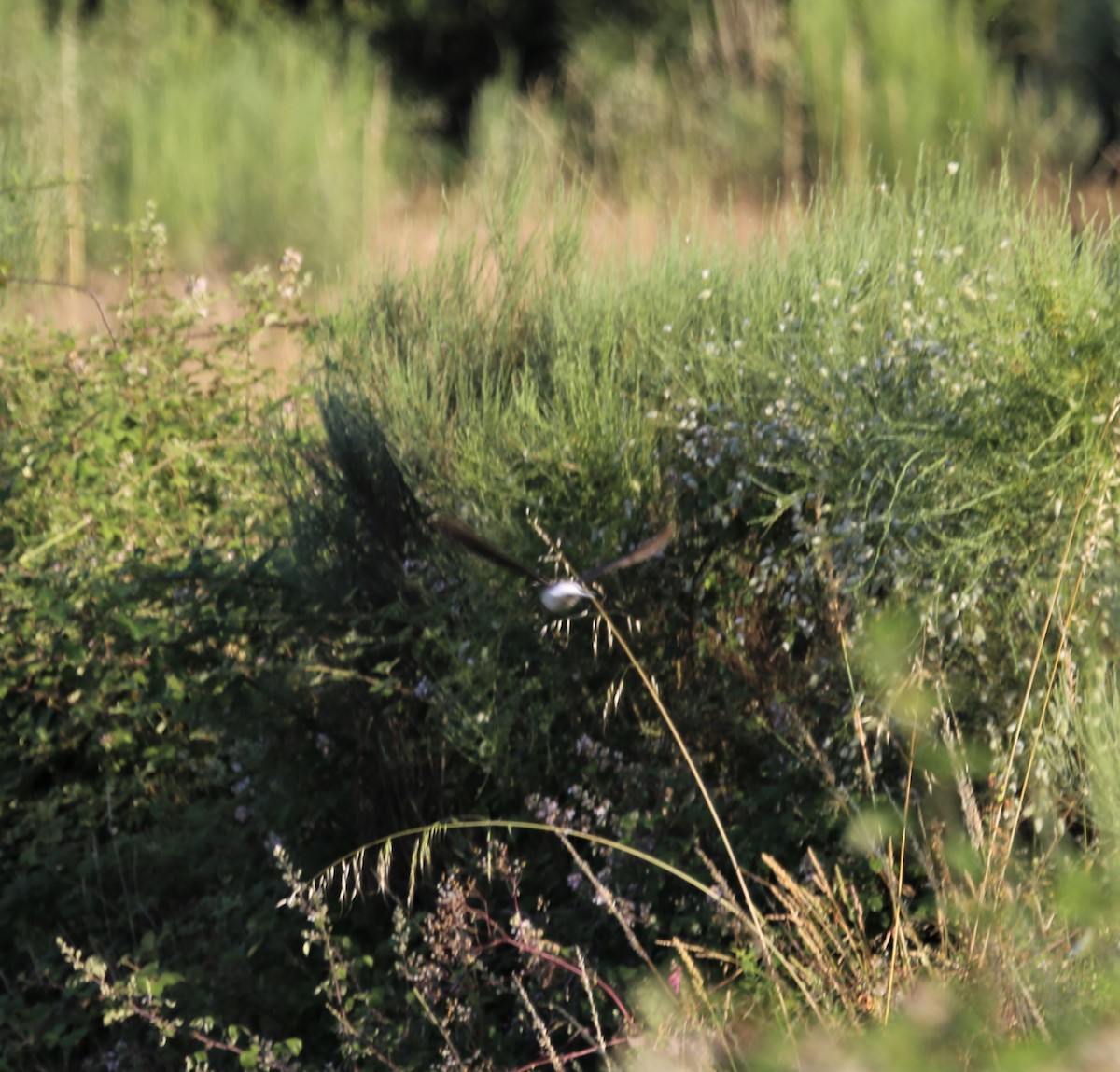 Black Wheatear - ML411634561