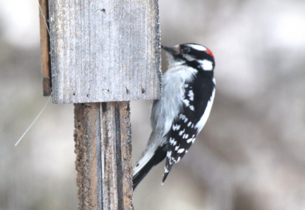 Downy Woodpecker - ML411634971