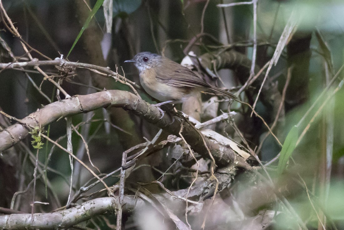 Temminck's Babbler - Michael Todd