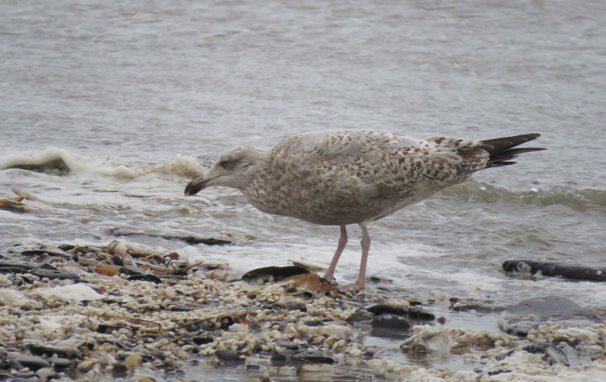 Herring Gull - ML411635261