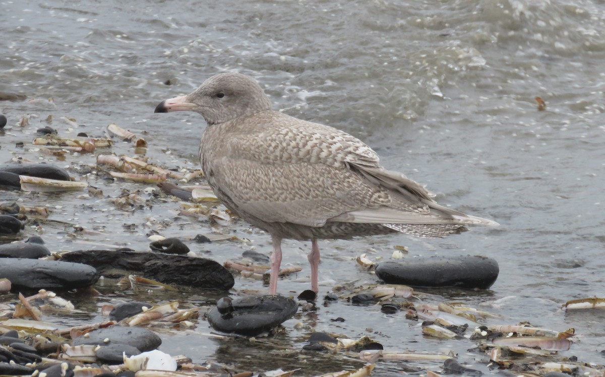 Glaucous Gull - ML411635361