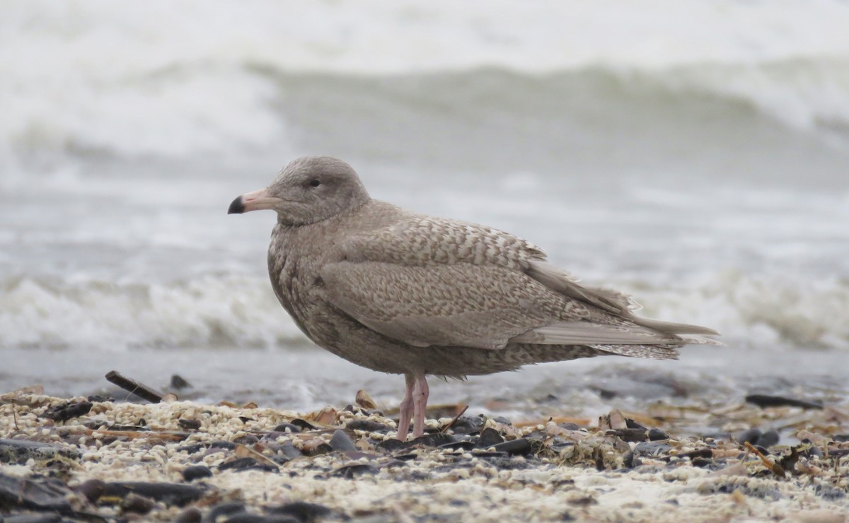 Glaucous Gull - ML411635381