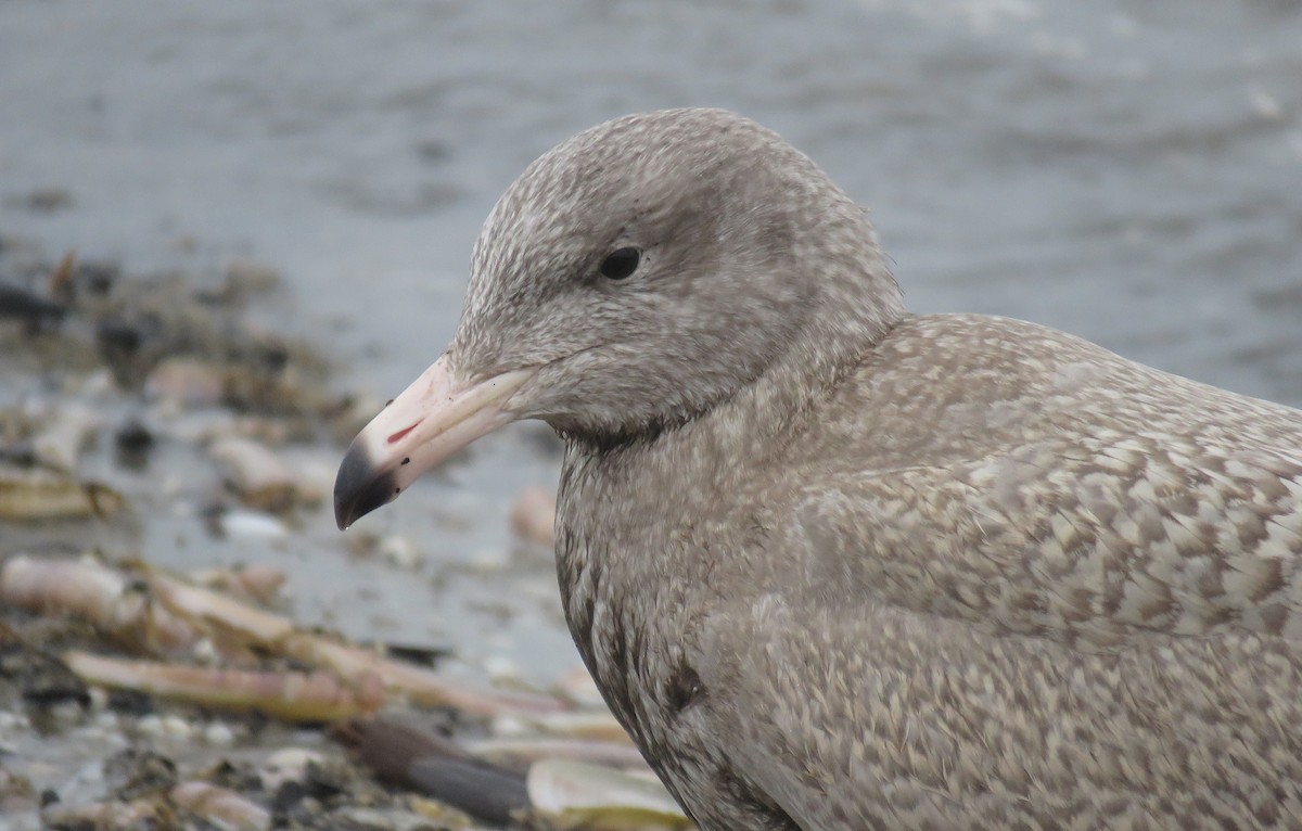 Glaucous Gull - ML411635411