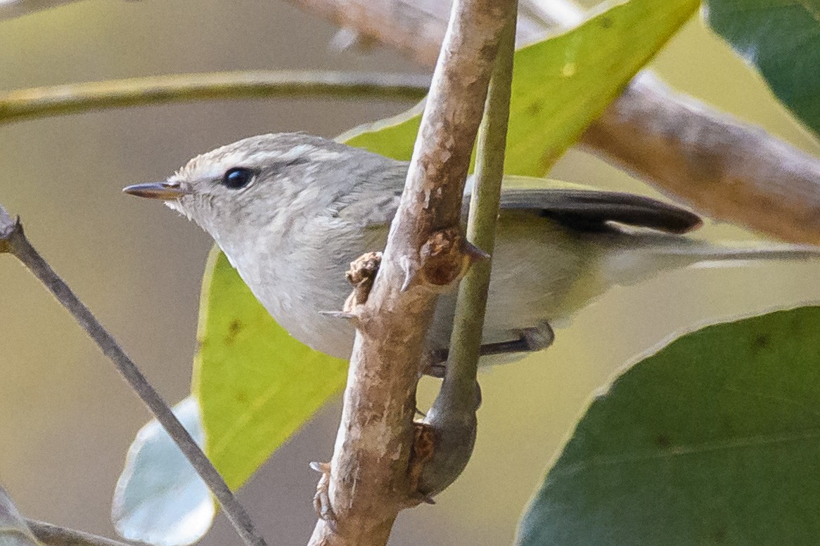 Hume's Warbler - ML411635911