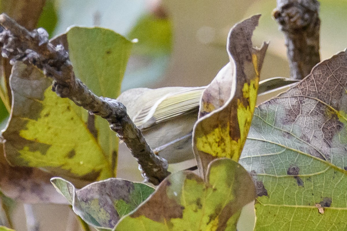 Hume's Warbler - ML411635921