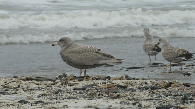 Glaucous Gull - ML411635931