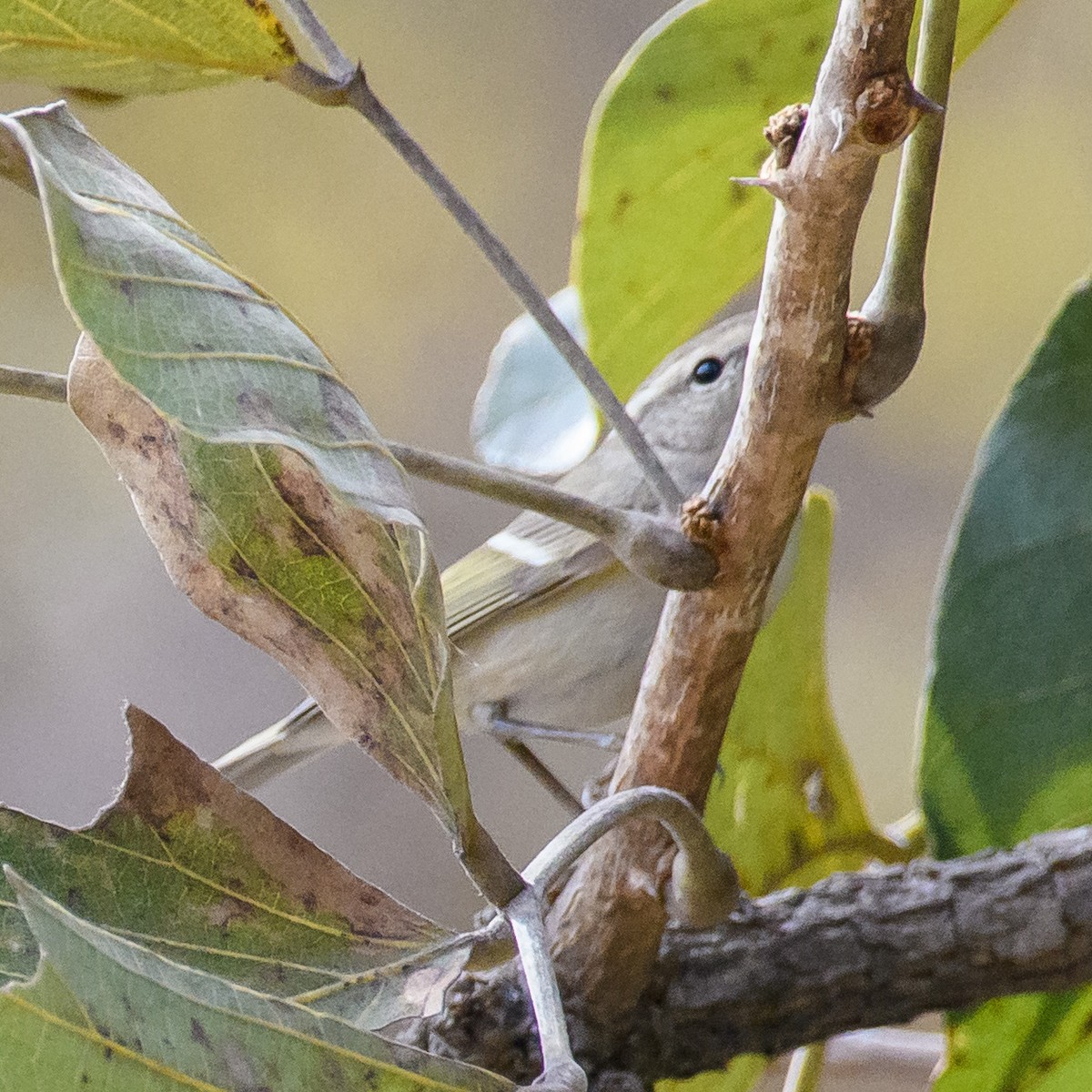 Hume's Warbler - ML411635941