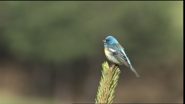 Passerin azuré - ML411636