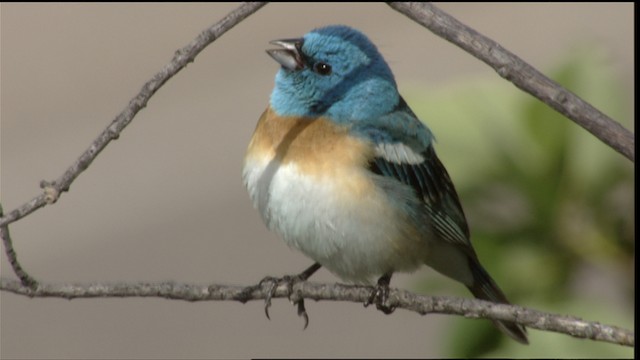 Passerin azuré - ML411638