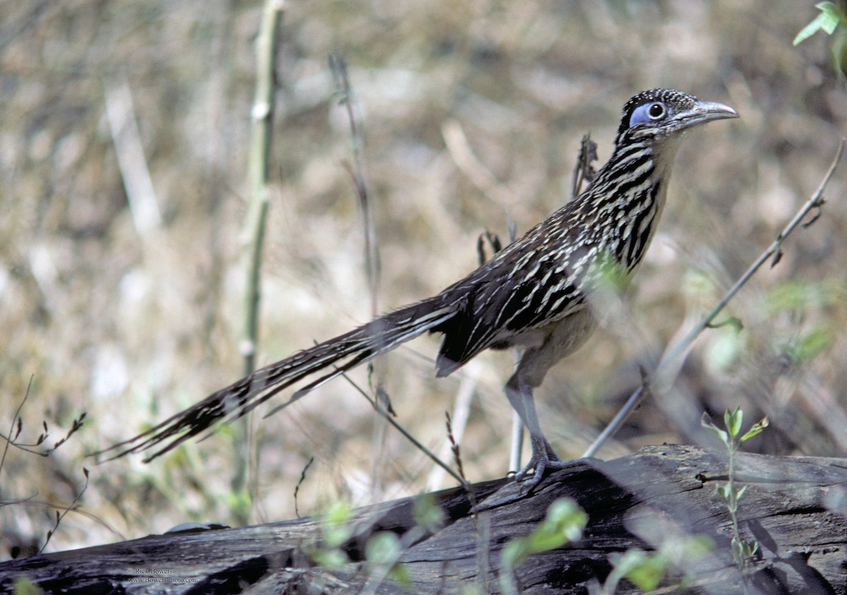 Lesser Roadrunner - ML411640371