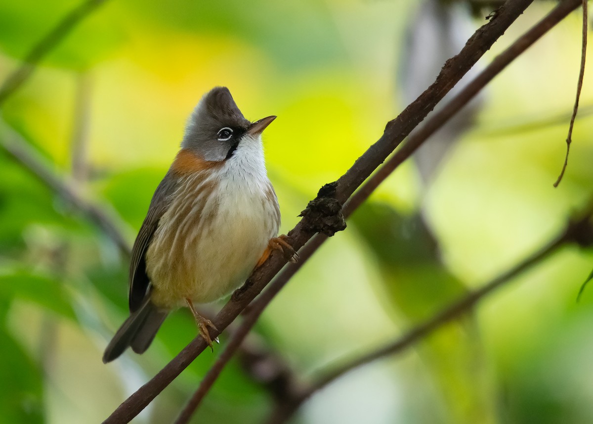 Yuhina à cou roux - ML411641731