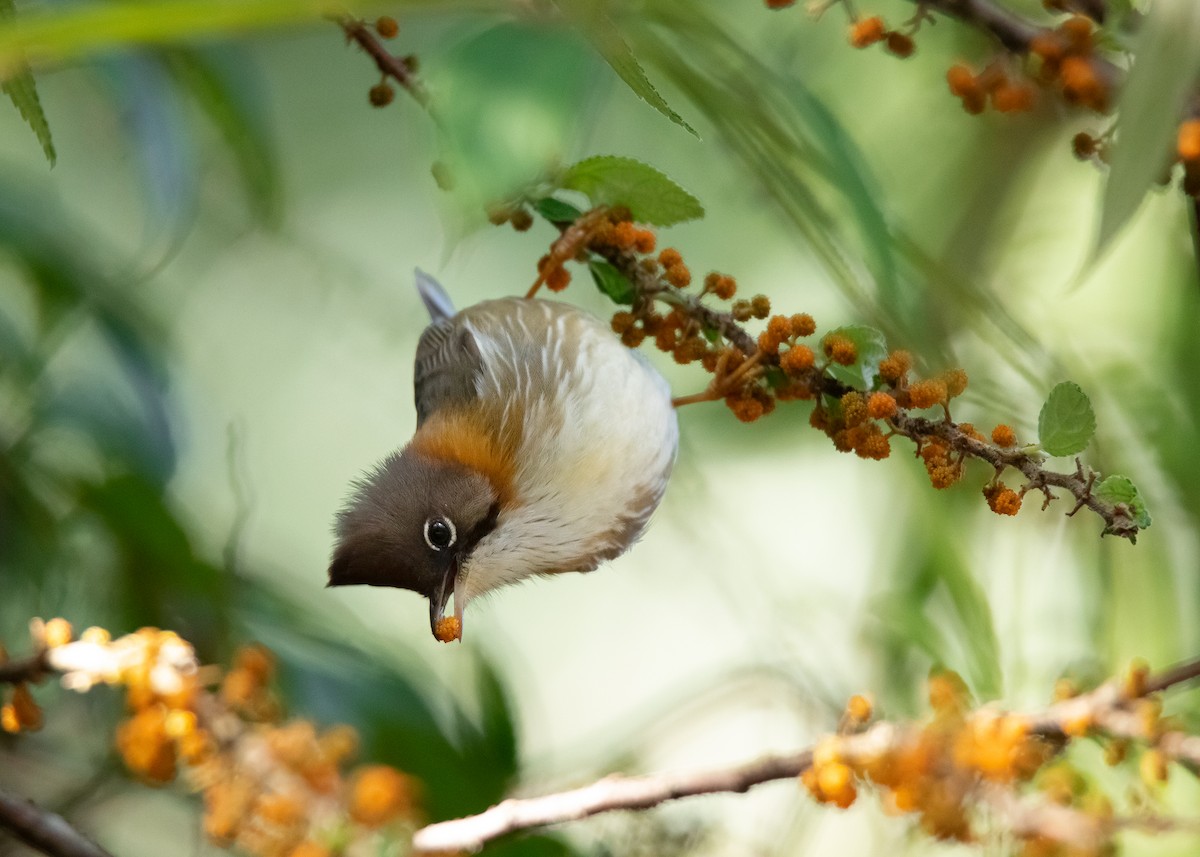 Yuhina à cou roux - ML411641841