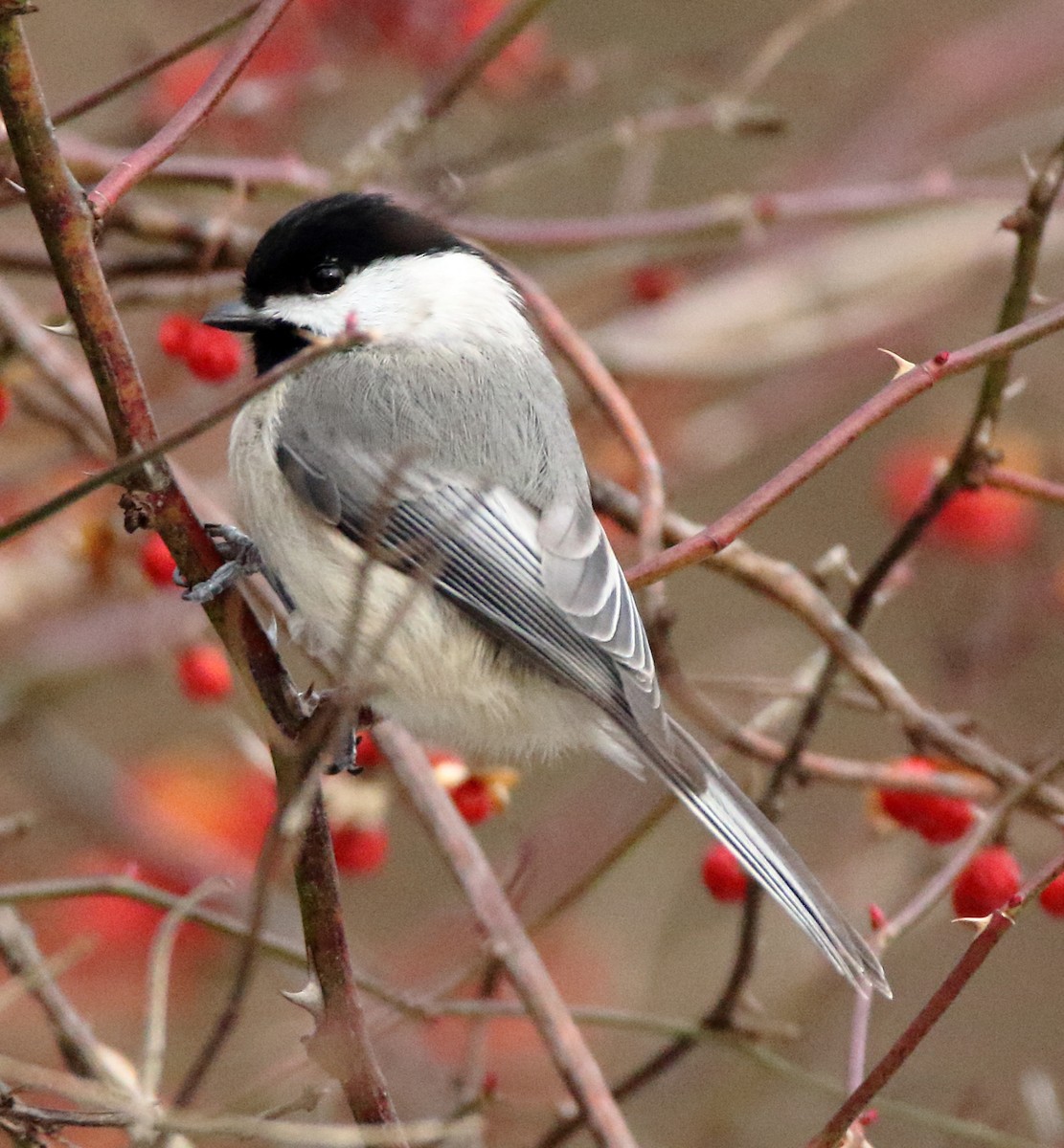 Carolina Chickadee - ML411641971