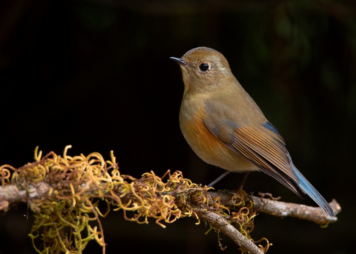 Himalayan Bluetail - ML411642471