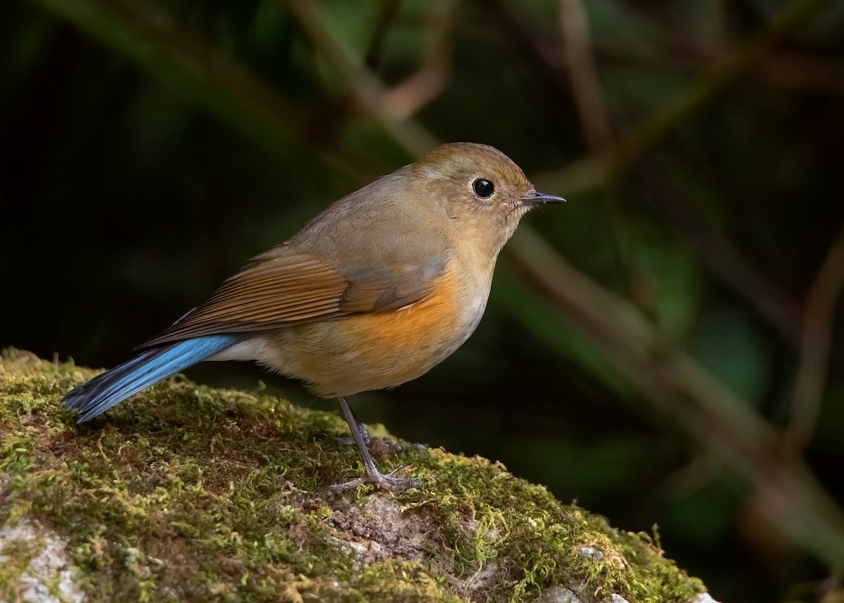 Himalayan Bluetail - ML411642481