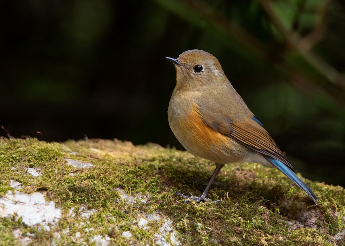 Himalayan Bluetail - ML411642491