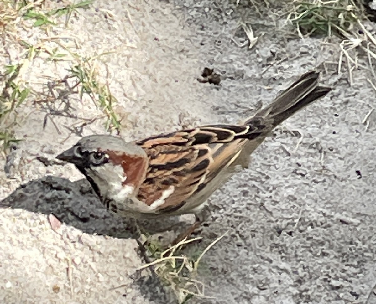 House Sparrow - ML411643221