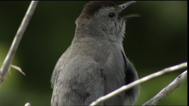 Gray Catbird - ML411645