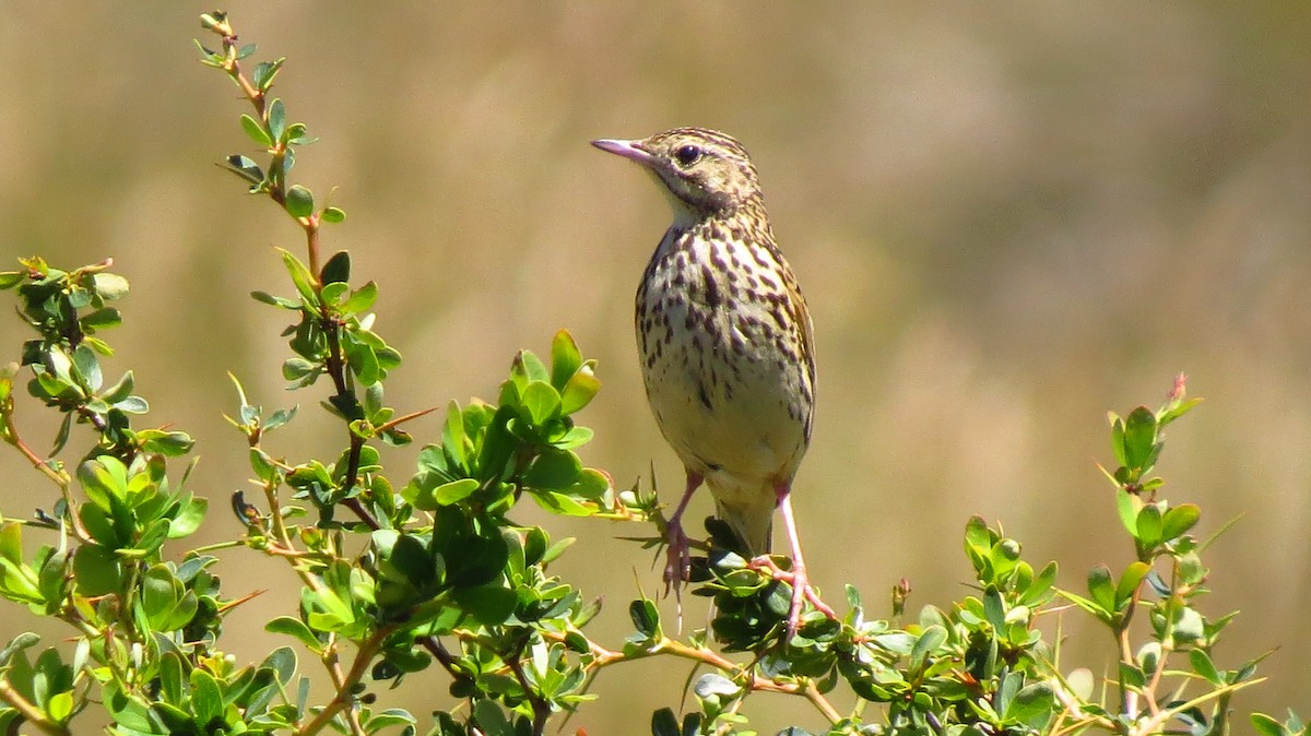 Correndera Pipit - ML411645771